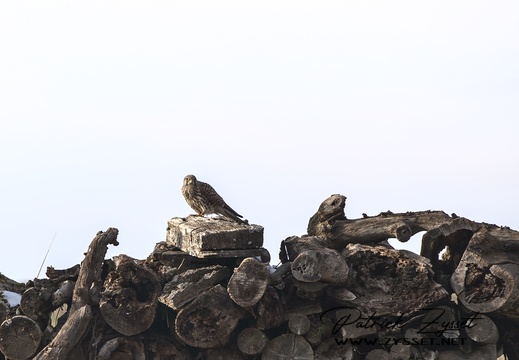 Tiere