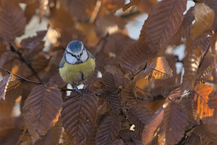 Blaumeise im Herbstlaub
