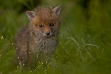 _DSC0116-ARW-DxO_DeepPRIME XD2