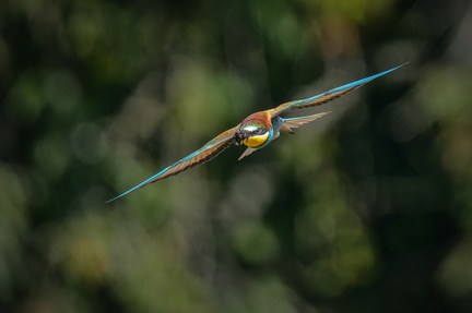 _DSC4986-ARW-DxO_DeepPRIME XD2-2