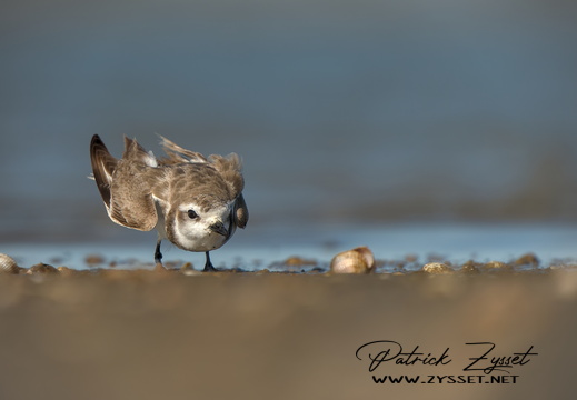 20240724_0499-ARW-DxO_DeepPRIME XD2