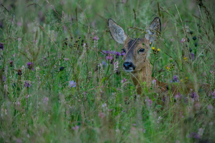 _DSC2509-ARW-DxO_DeepPRIME XD2-2