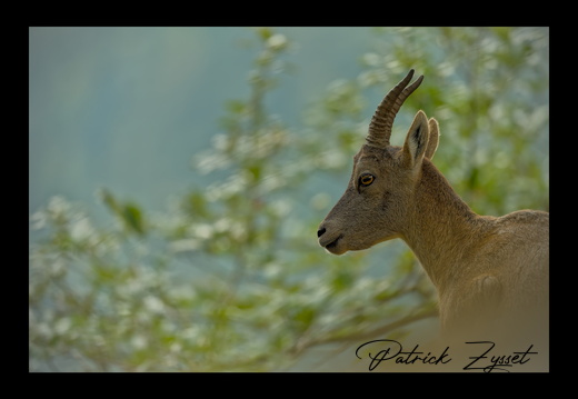 20240922_0402-ARW-DxO_DeepPRIME XD2