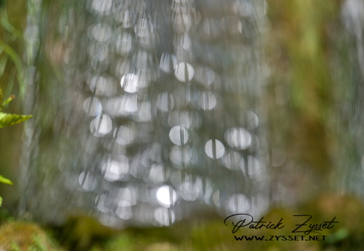 DSC04799-DxO_DeepPRIME XD2s-3